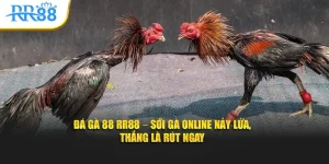da-ga-88-rr88-soi-ga-online-nay-lua-thang-la-rut-ngay