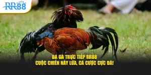Đá Gà Trực Tiếp RR88 – Cuộc Chiến Nảy Lửa, Cá Cược Cực Đã!